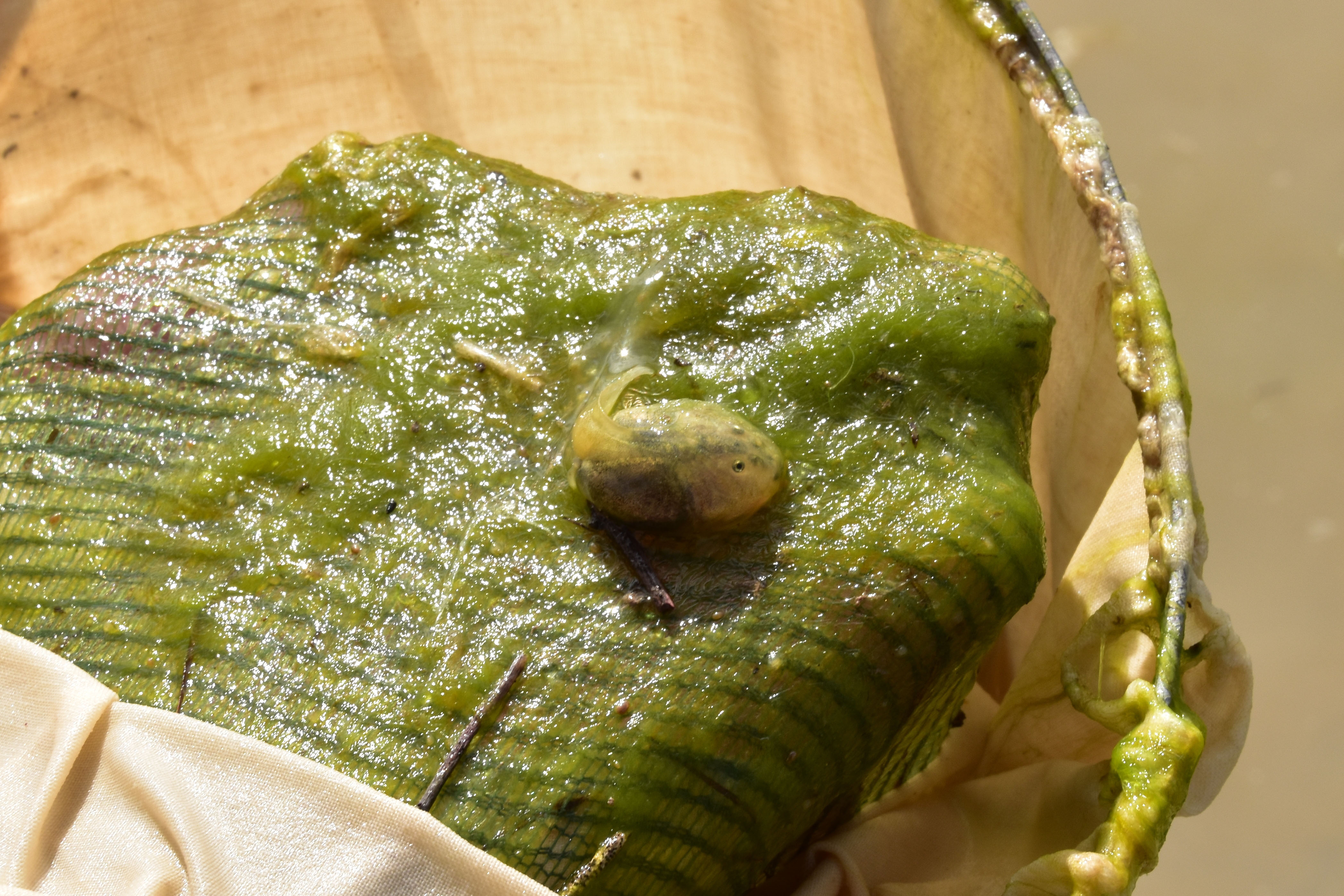 small tadpole in green mushy mud small tadpole in green mushy mud